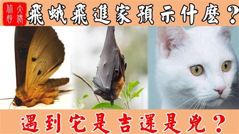 蛾飛進家裡|【大蛾飛進家裡】大蛾飛進家裡！當心「這兩件事」將發生！